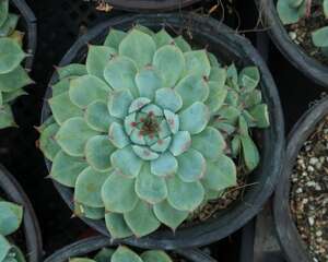 多肉怎么服盆快，没有服盆的表现