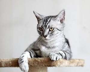 猫咪是室友,千万不能打!