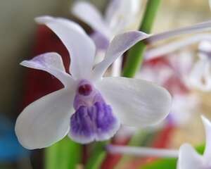 小蓝万代兰图片