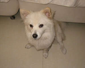 宠物狗吞食异物怎么办