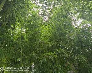 竹子的特点