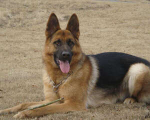 德国牧羊犬吃鸡肝好不好