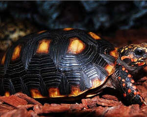 如何自制健康的陆龟粮