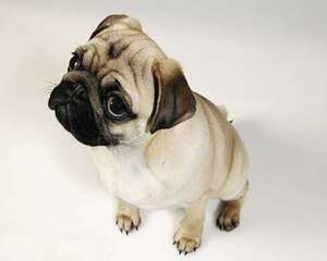 幼犬喂养食物的选择，幼犬喂养的方法