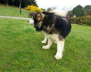 阿拉斯加每天吃多少比较好？