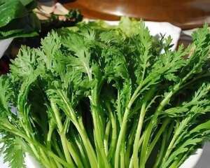 茼蒿的种植方法
