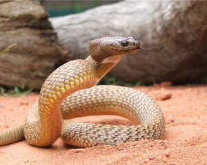 太攀蛇的品种简介