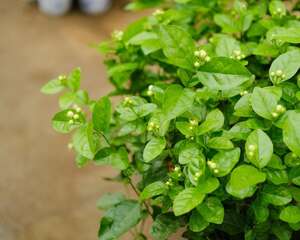 茉莉花什么季节开花