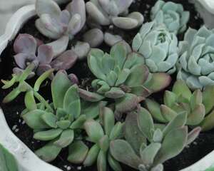 多肉植物的夏季养护