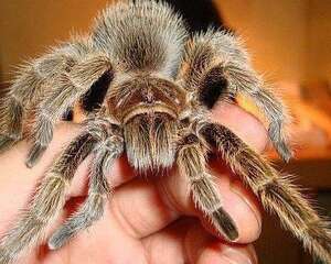 红玫瑰蜘蛛饲养需要的工具