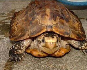 苏拉威西白头龟的护理知识