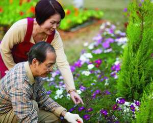老年人养花谨慎防治中花毒