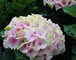 25种最漂亮的绣球，光不好也能开爆盆，春天必须来一盆！