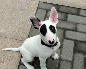 什么样的狗狗不要买