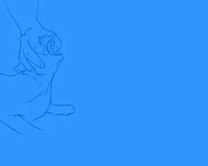 如何急救被噎到的猫