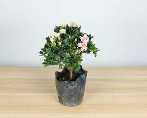 管花杜鹃的养殖方法