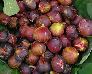 春天养盆它，1根枝能结20个果，果子又大又甜！