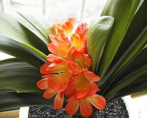 花卉绿植那些最适合家养？