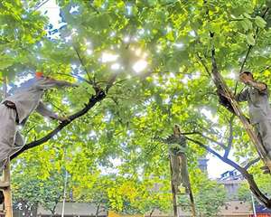 修剪树枝 备战“梅花”