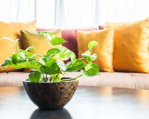 绿萝叶子烂了怎么办