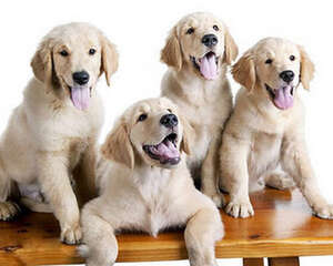 狗狗为何是“色盲”