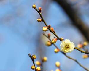 梅花掉叶子是什么原因