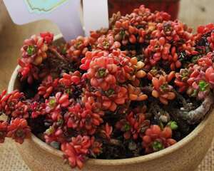 小玉 X Cremnosedum cv. Little Gem