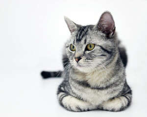 英短和美短的区别