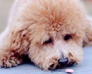 狗狗夏天不好好吃饭怎么办?