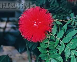 “丹彩绒球”朱缨花（图）