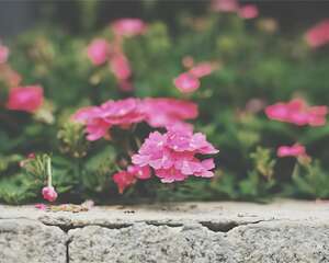 有名的开花机器，小号花盆养，开花一茬接一茬！