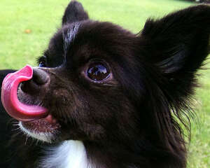 告诉你狗狗舔鼻子的原因