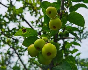 春天移栽海棠怎么浇水