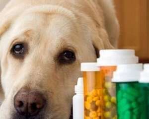 小狗拉肚子吃什么药？狗狗拉肚子的原因有哪些？