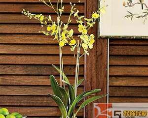 新买的花卉养护三要点