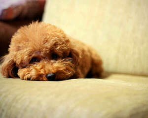 孕妇被狗咬该怎么办