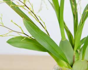 文心兰怎么换盆