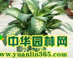 适合向南的阳台种的几种常绿植物