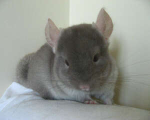 用手喂食龙猫需注意