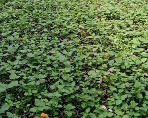 五色梅盆景怎么造型