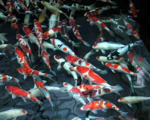 饲养锦鲤该如何挑选水族箱