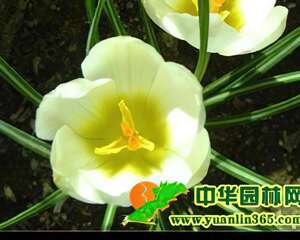 番红花的栽种培养技术要点