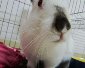 喜玛拉雅兔简介