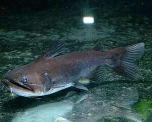 大嘴鲸好养吗？大嘴鲸饲养方法