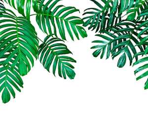 龟背竹多少钱一盆