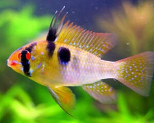 荷兰凤凰鱼的繁殖要点