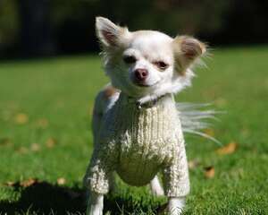 如何提高狗狗的智商