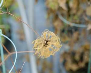 铁线莲种植与养护
