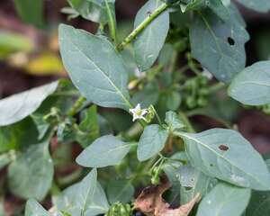 龙葵果怎么吃，有什么功效与作用