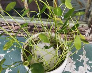 夏天养花，这3种事千万别做，否则黄叶又烂根！